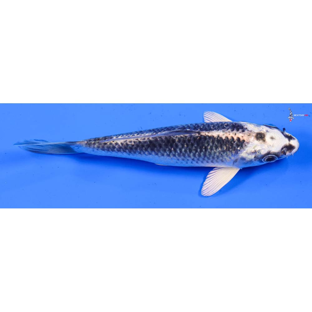 6” Imported Gin Matsuba