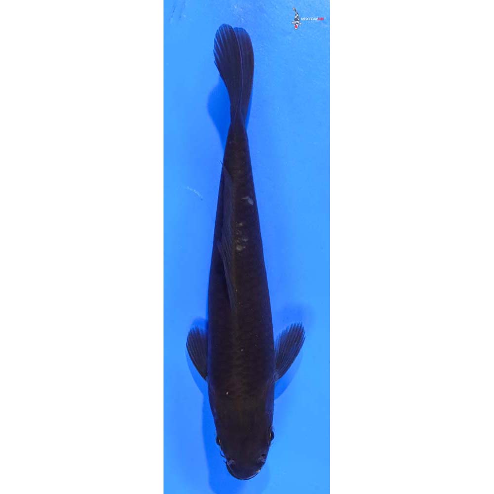 6” Imported Chagoi