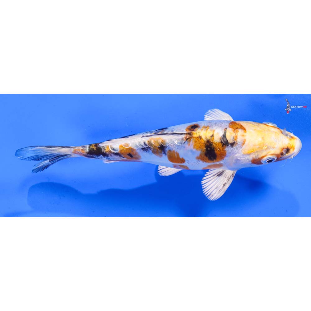 7” Imported Heisei Nishiki