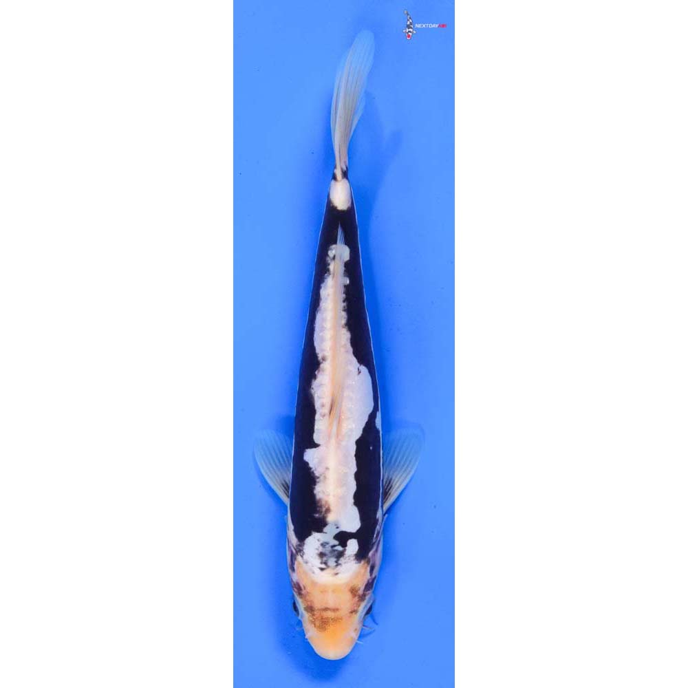 9” Imported Kumonryu