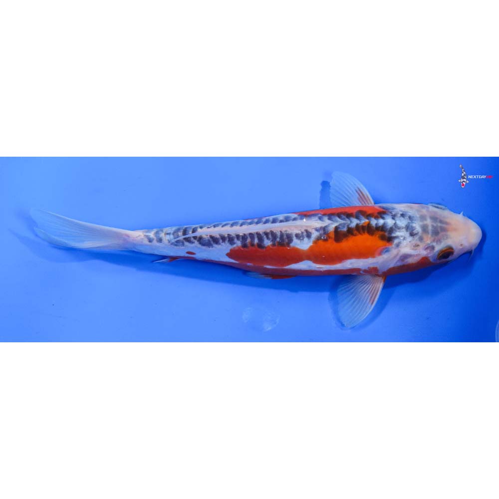 9” Imported Shusui