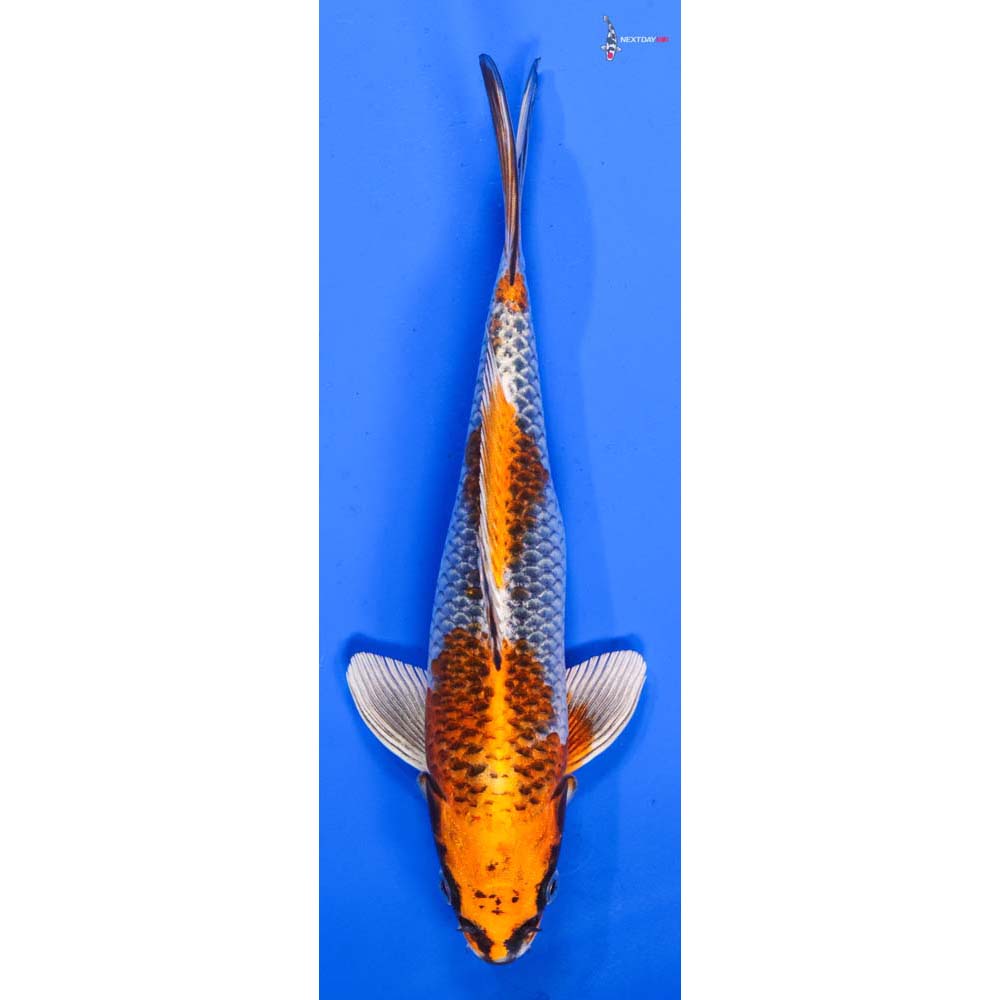 9” Imported Kujaku