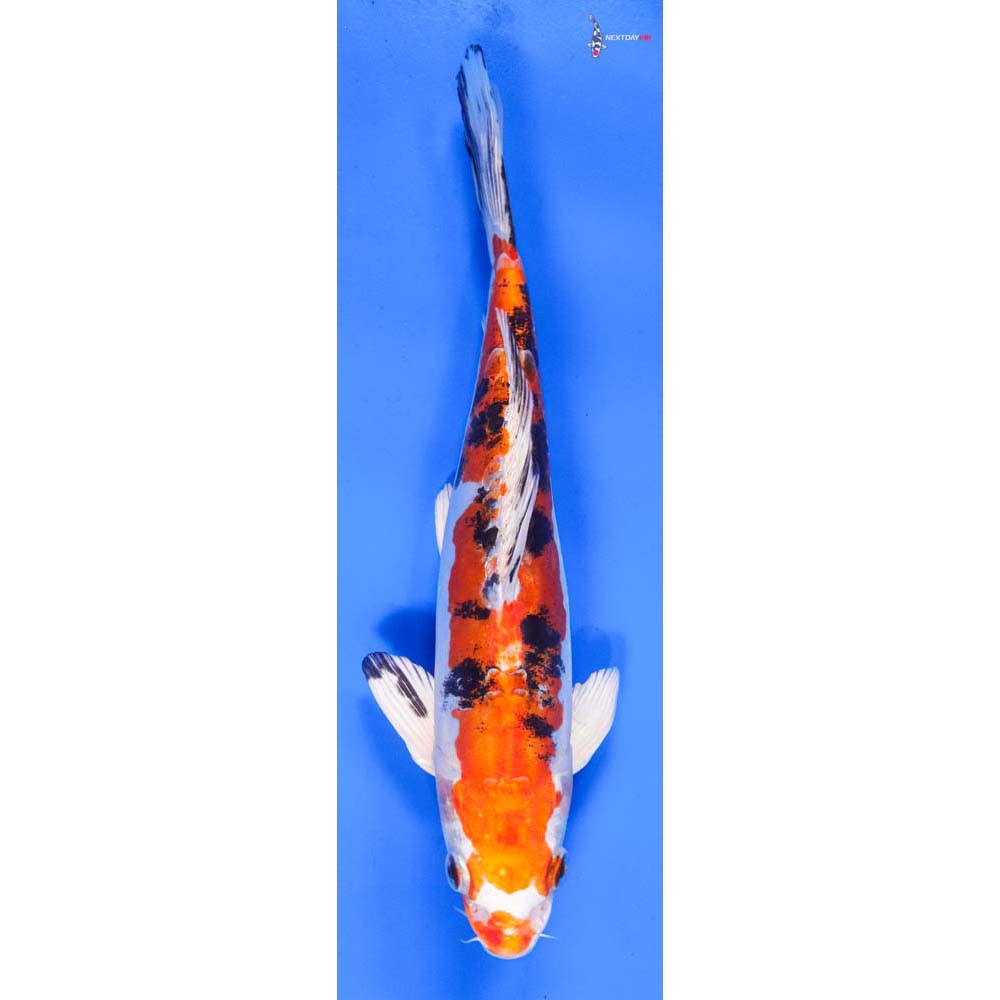 9” Imported Heisei Nishiki