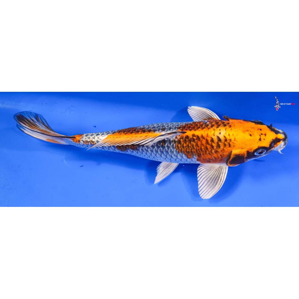 9” Imported Kujaku