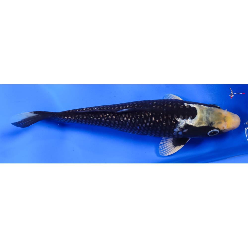 9.5” Imported Gin Rin Matsukawabakke