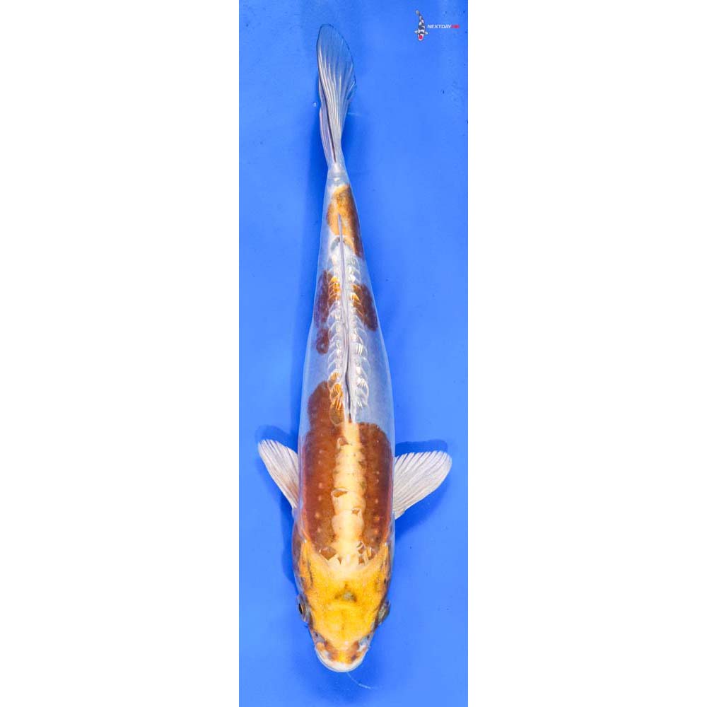 9.5” Imported Doitsu Lemon Hariwake