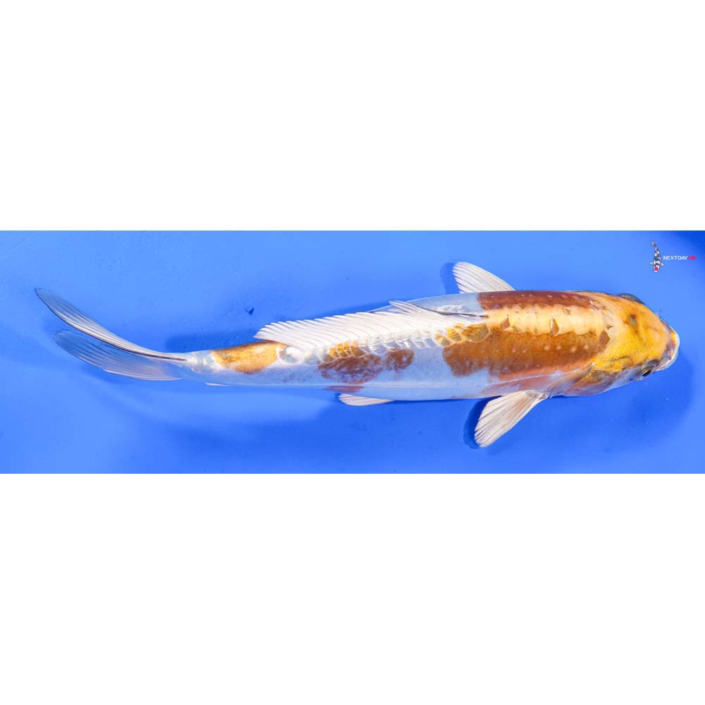 9.5” Imported Doitsu Lemon Hariwake