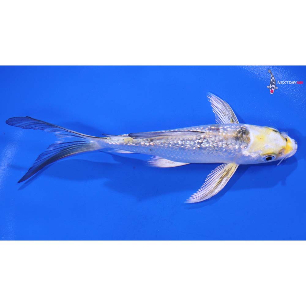 5” Imported Gin Rin Yamato Nishiki Butterfly Koi