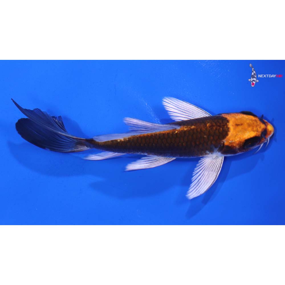 5“ Imported Kujaku Butterfly Koi