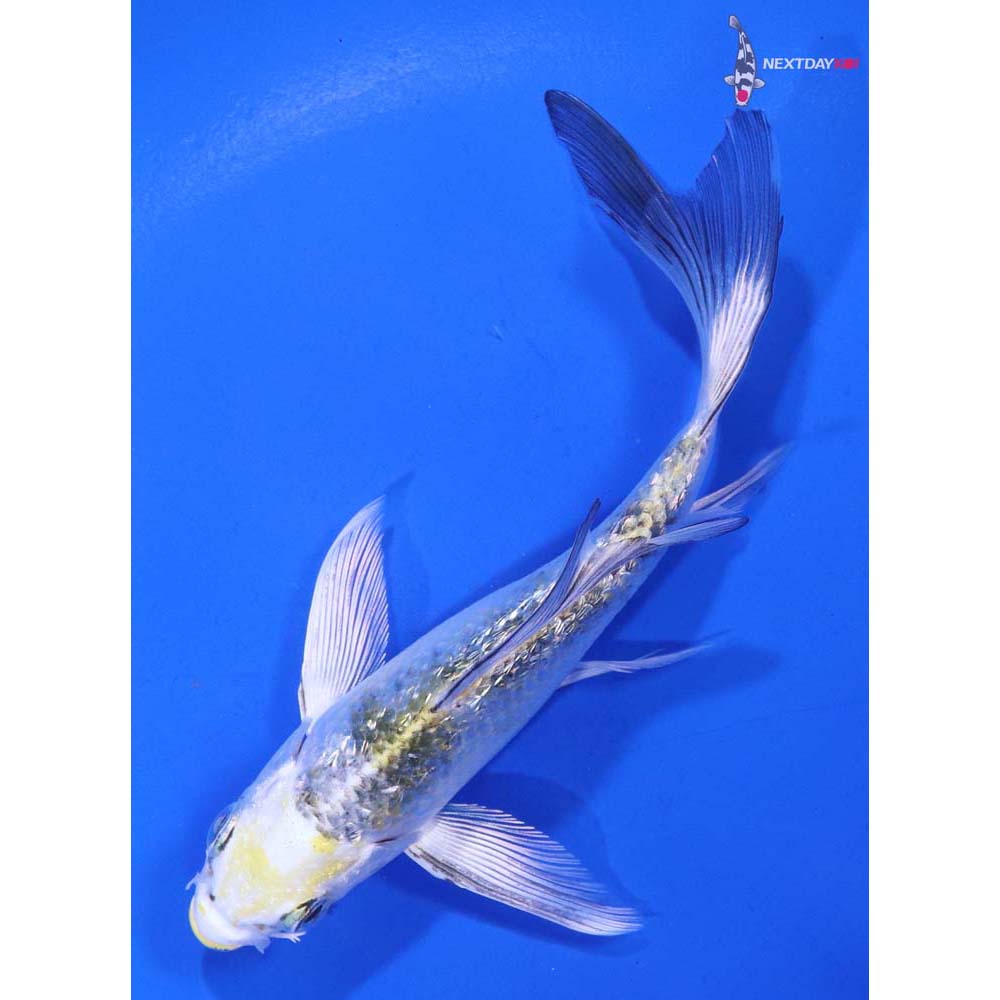 5” Imported Gin Rin Yamato Nishiki Butterfly Koi
