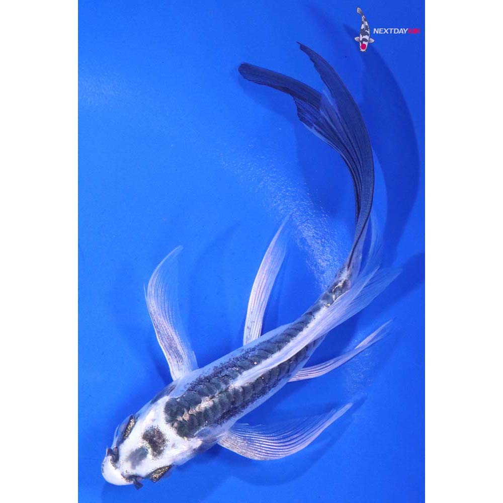 5.5” Imported Kikokuryu Butterfly Koi