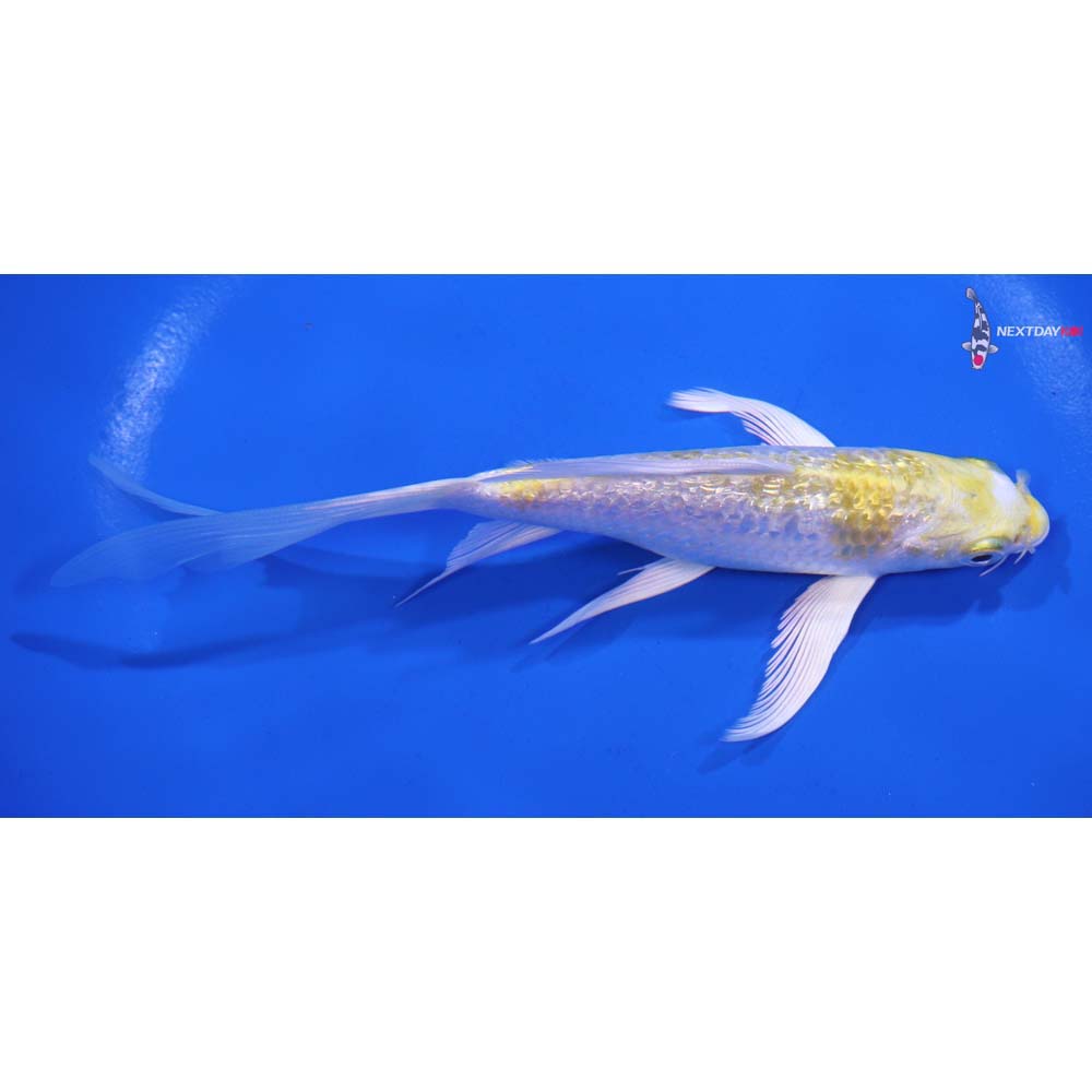 6” Imported Gin Rin Lemon Hariwake Butterfly Koi