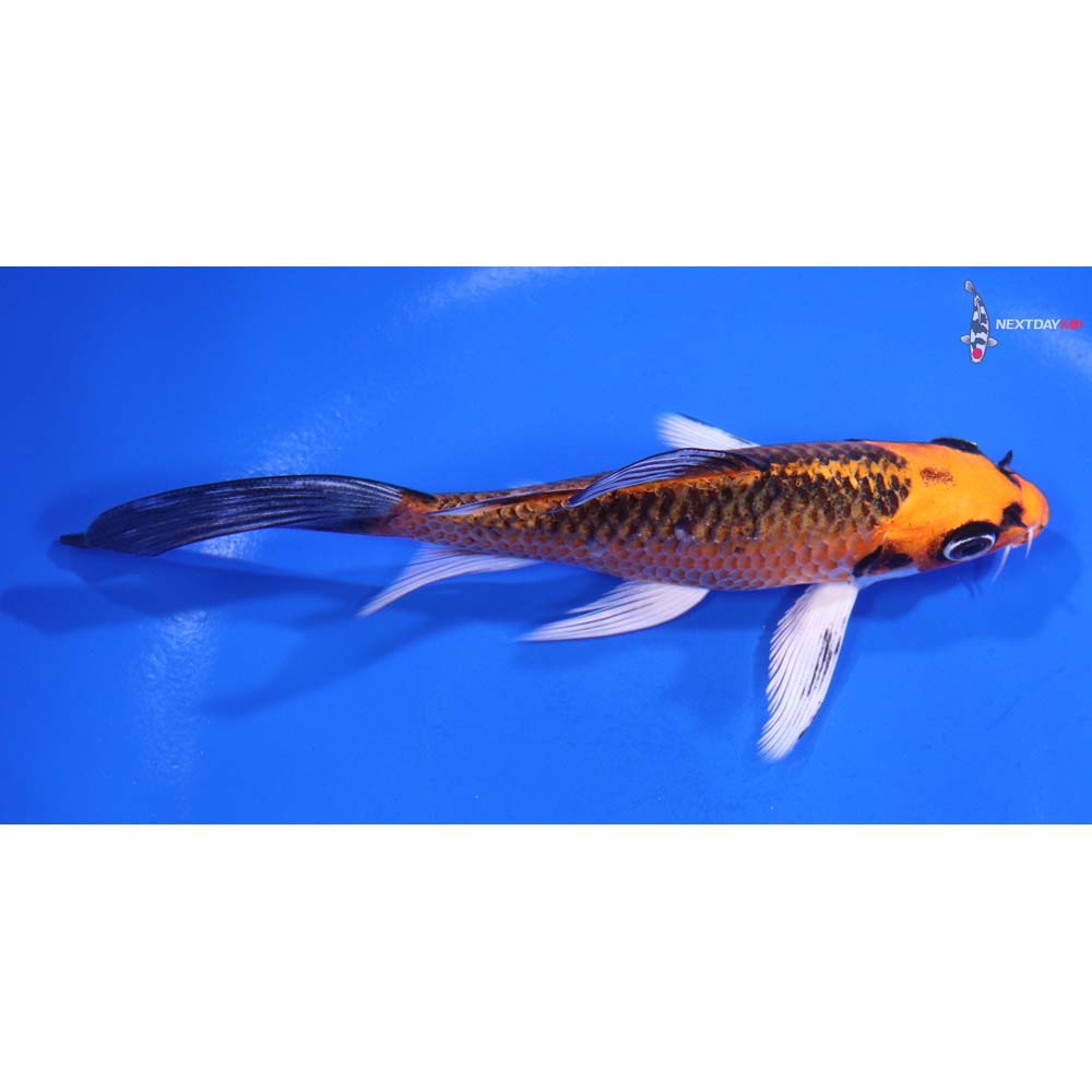 5” Imported Orenji Matsuba Butterfly Koi