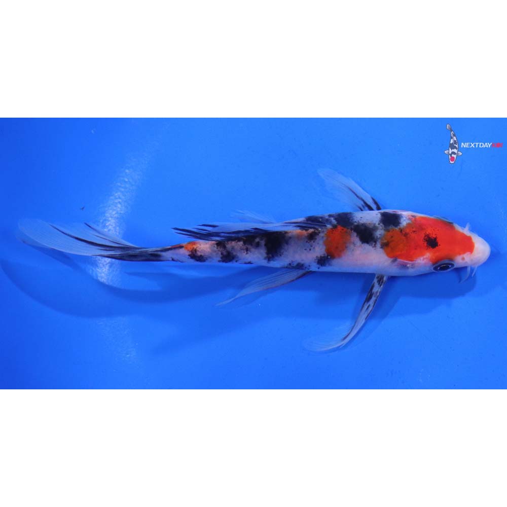 5” Imported Sanke Butterfly Koi