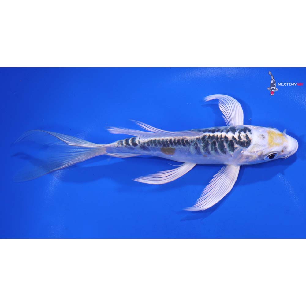 5.5” Imported Doitsu Blue Kujaku Butterfly Koi