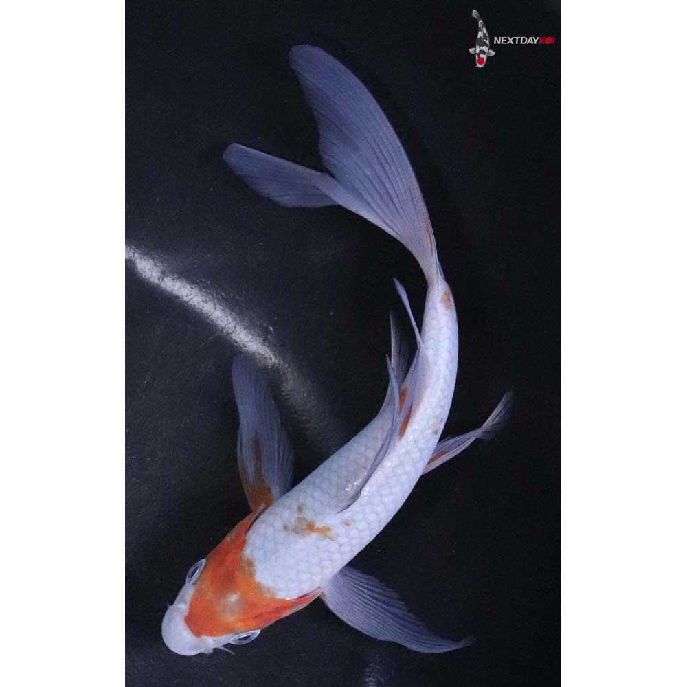 5.5” Imported Ochiba Shigure Butterfly Koi