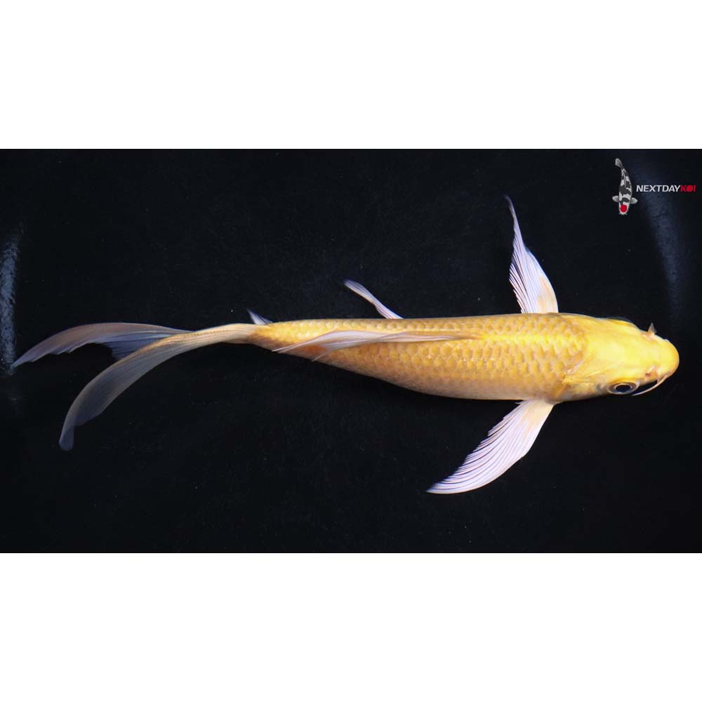 6” Imported Yamabuki Ogon Butterfly Koi