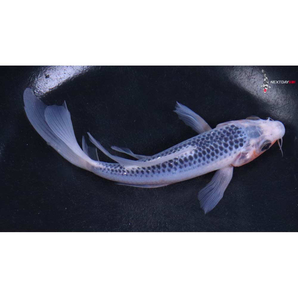 6” Imported Asagi Butterfly Koi
