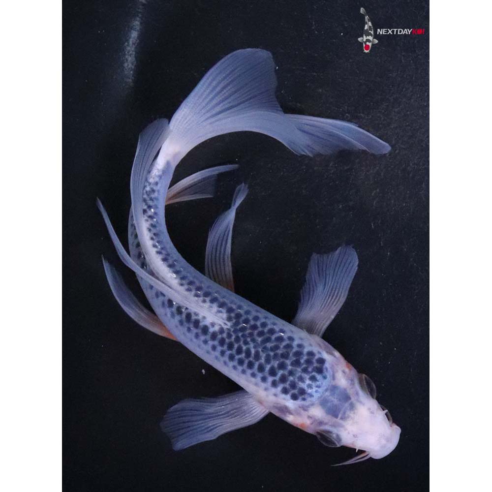 6” Imported Asagi Butterfly Koi