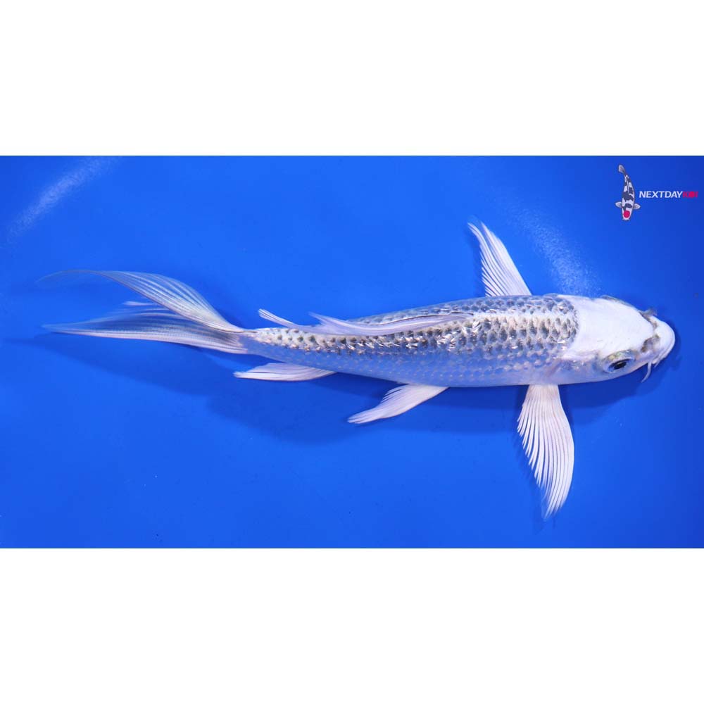 6” Imported Gin Rin Gin Matsuba Butterfly Koi