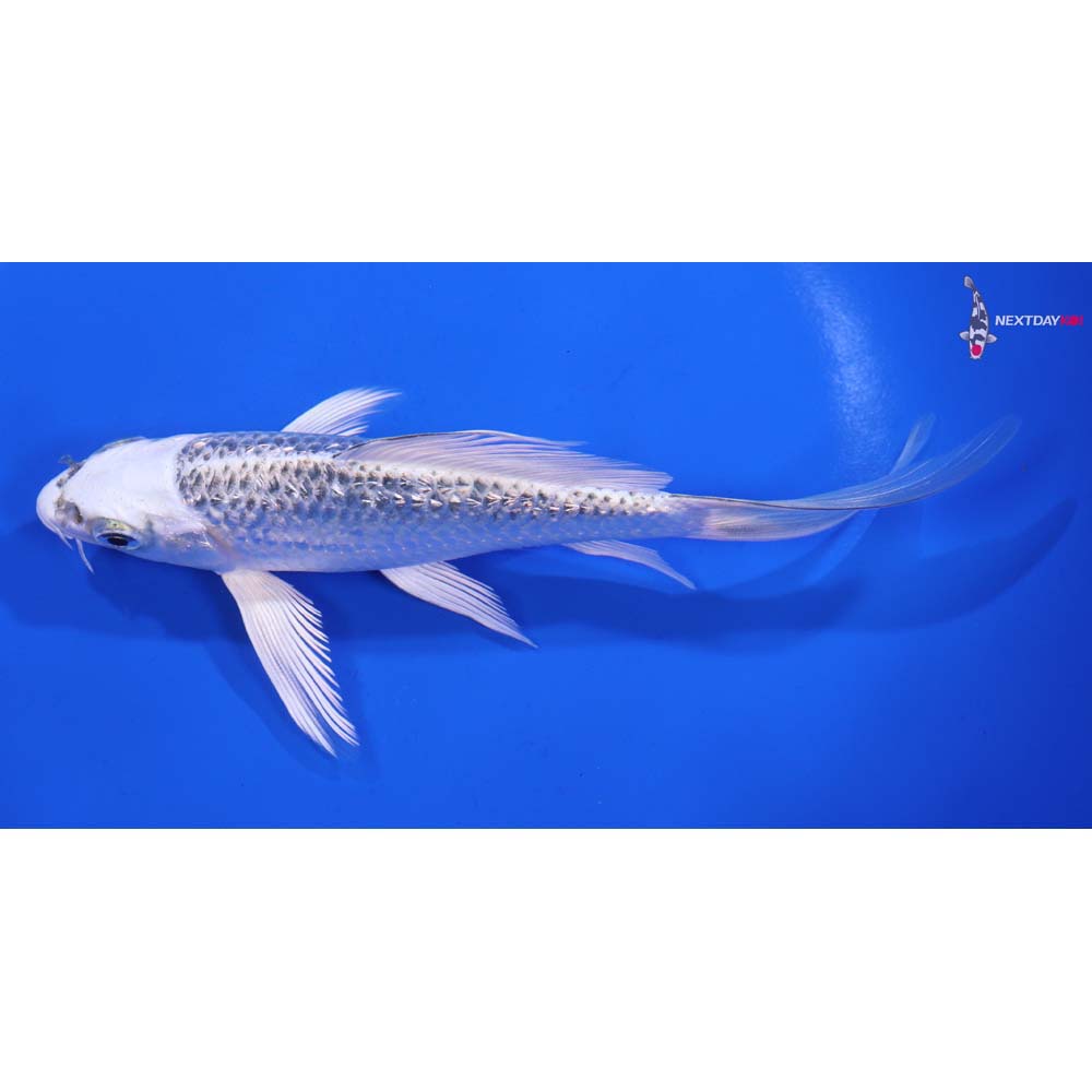 6” Imported Gin Rin Gin Matsuba Butterfly Koi