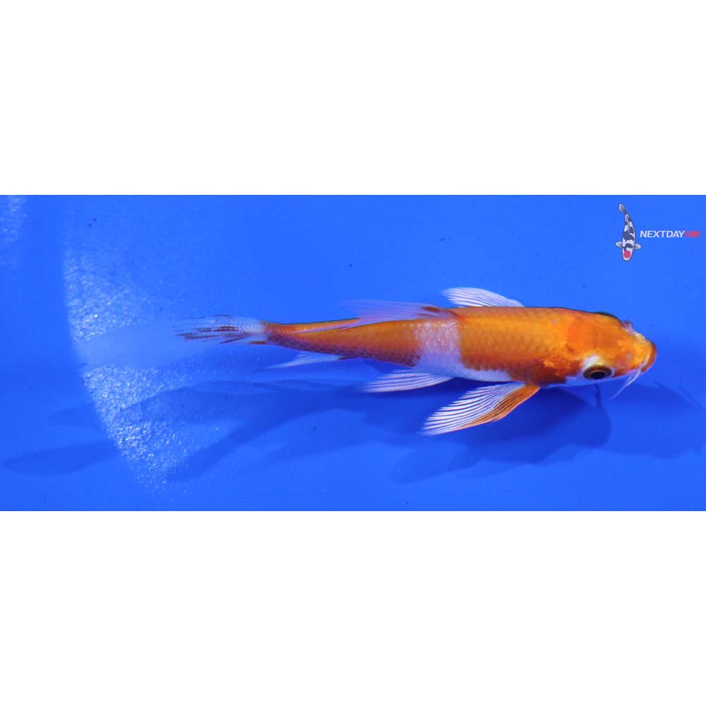 3.5” Imported Hariwake Butterfly Koi