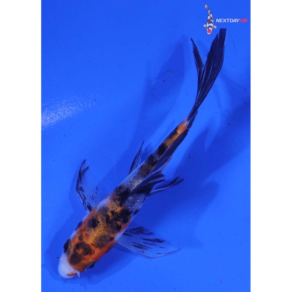 3.5” Imported Sanke Butterfly Koi