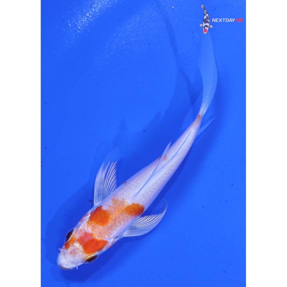 3.5” Imported Hariwake Butterfly Koi