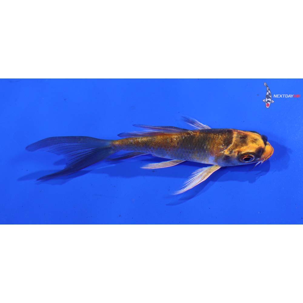 3.5” Imported Kin Ki Utsuri Butterfly Koi