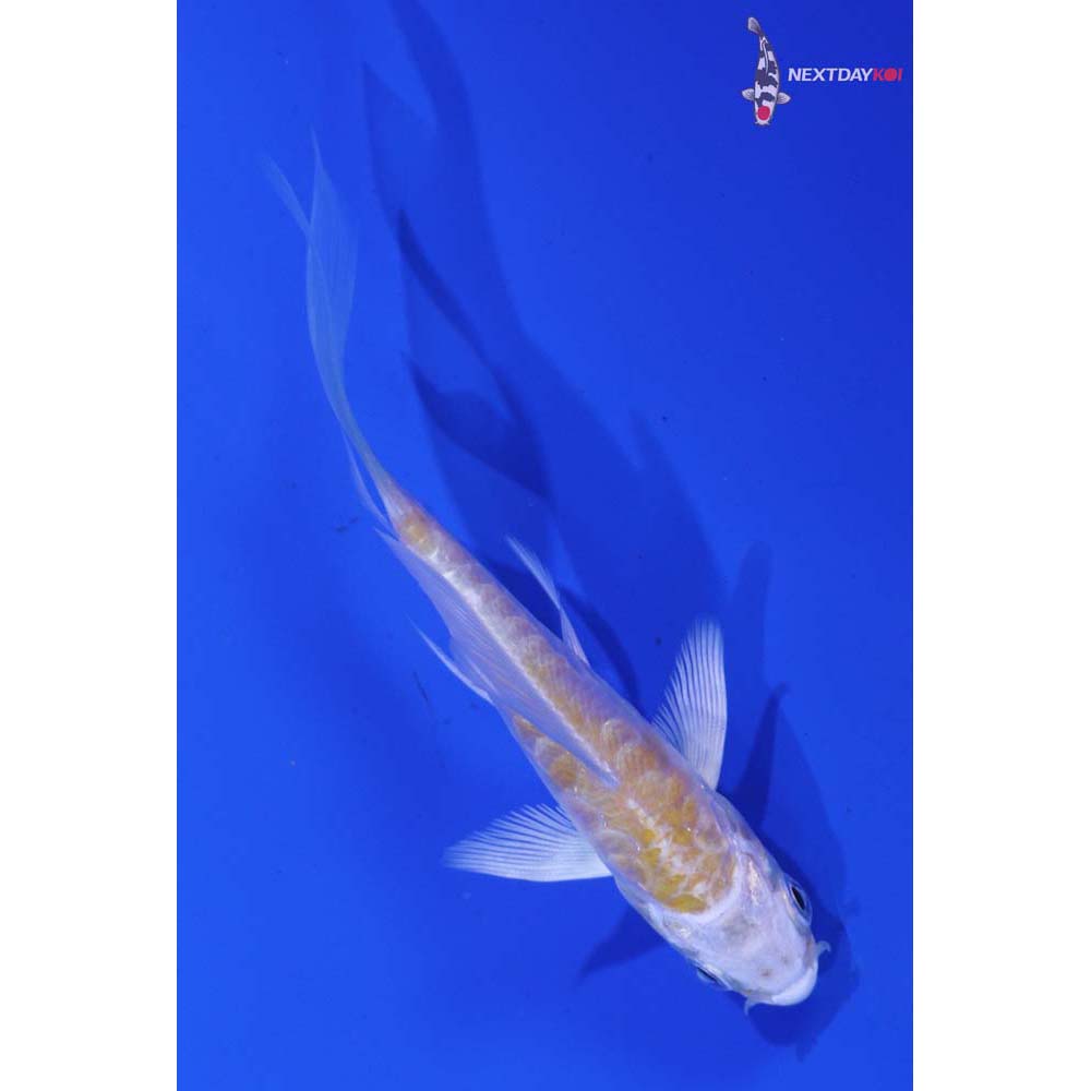 3.5” Imported Armor Scaled Lemon Hariwake Butterfly Koi