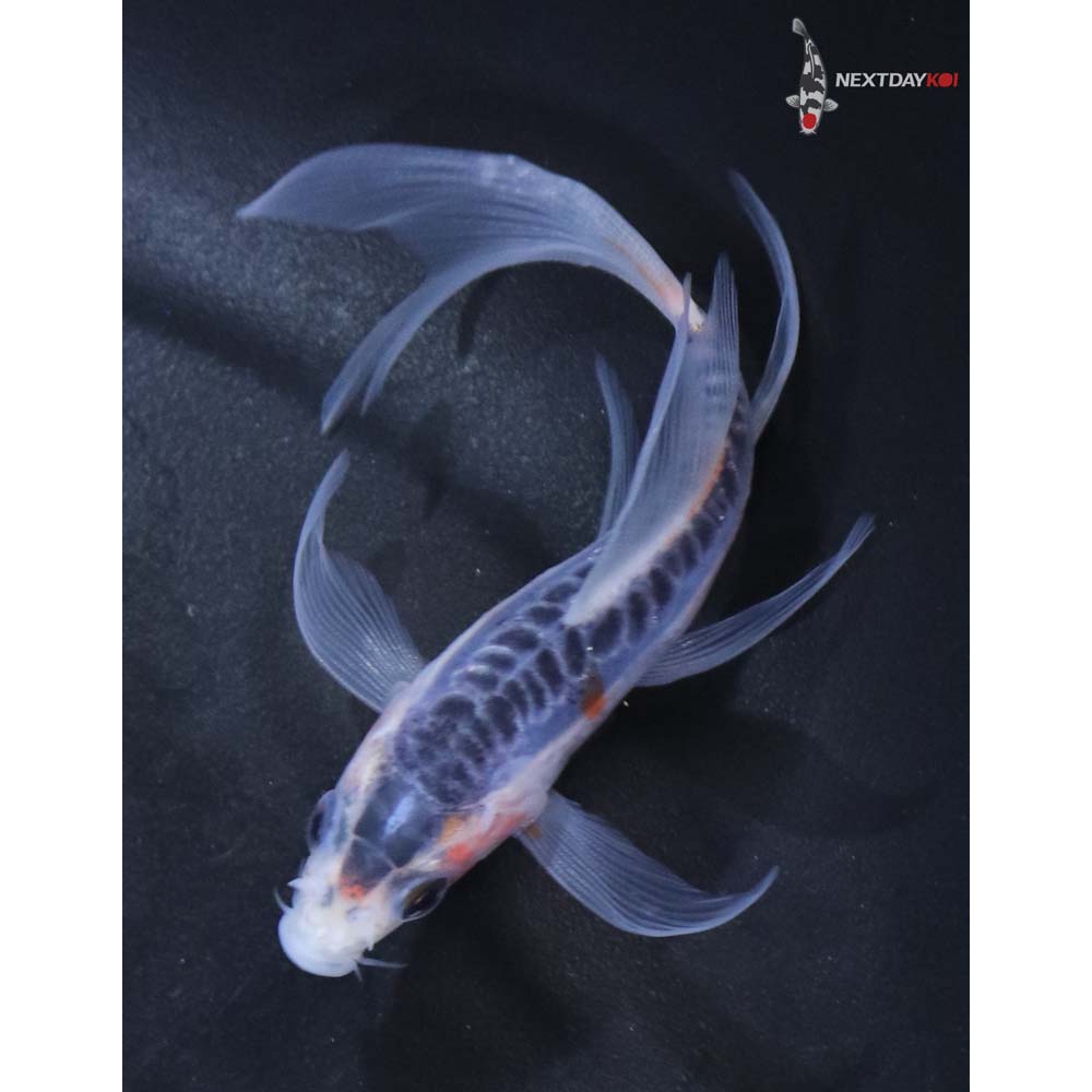 3.5” Imported Shusui Butterfly Koi