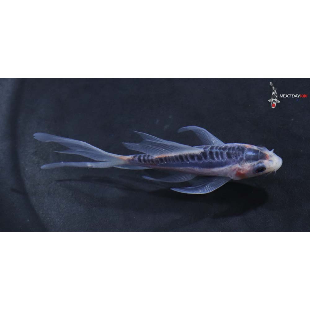 3.5” Imported Shusui Butterfly Koi