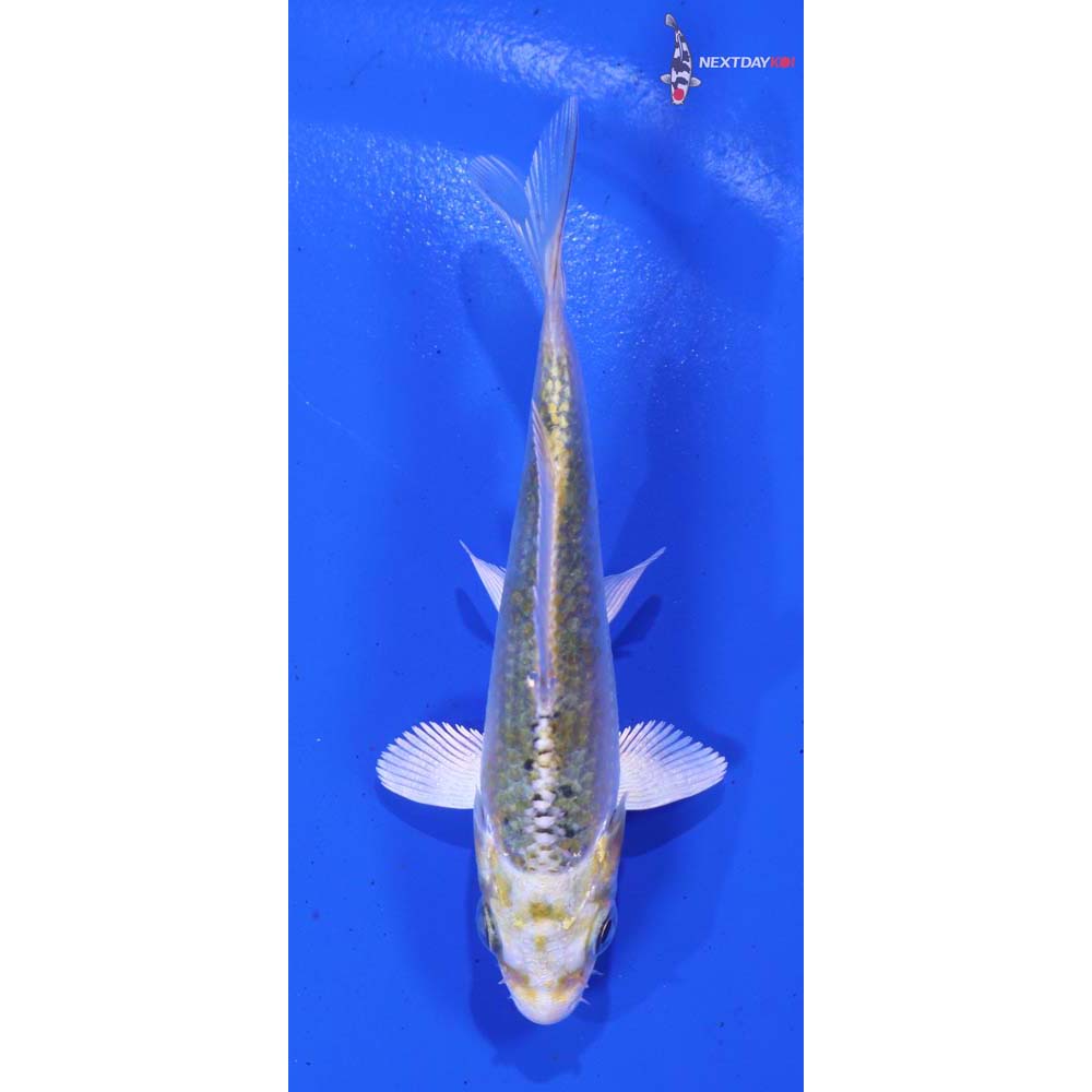 3.5” Imported Kujaku