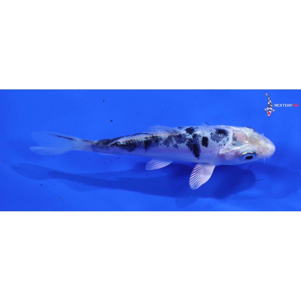 3.5” Imported Doitsu Shiro Bekko