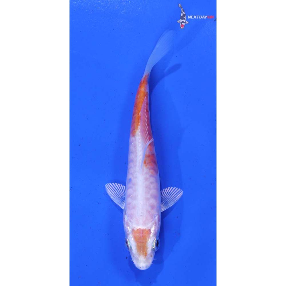 3.5” Imported Armor Scaled Hariwake