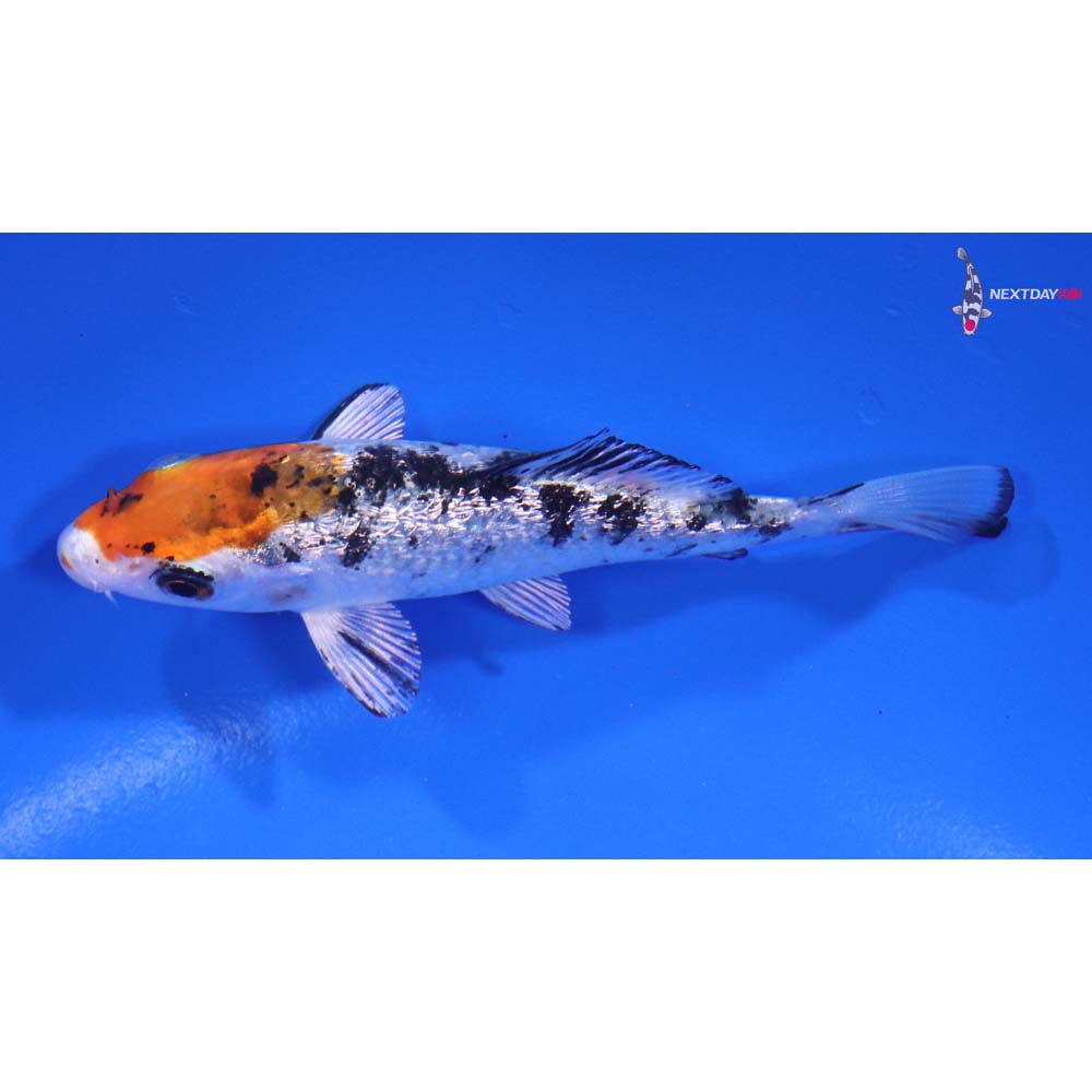 3.5” Imported Gin Rin Yamato Nishiki