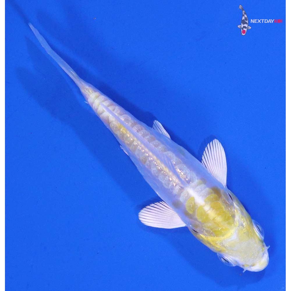 3.5” Imported Doitsu Lemon Hariwake