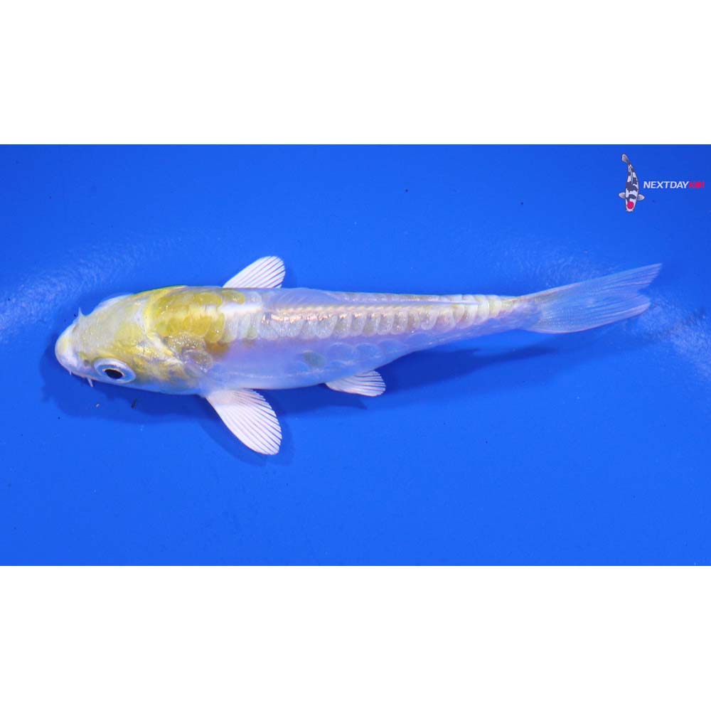 3.5” Imported Doitsu Lemon Hariwake