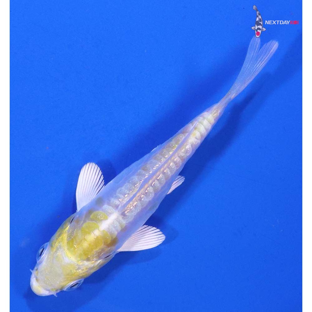 3.5” Imported Doitsu Lemon Hariwake