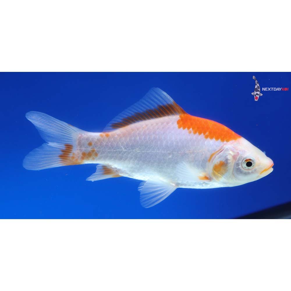 5” Imported Sarasa Comet