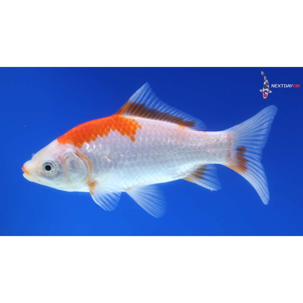 5” Imported Sarasa Comet