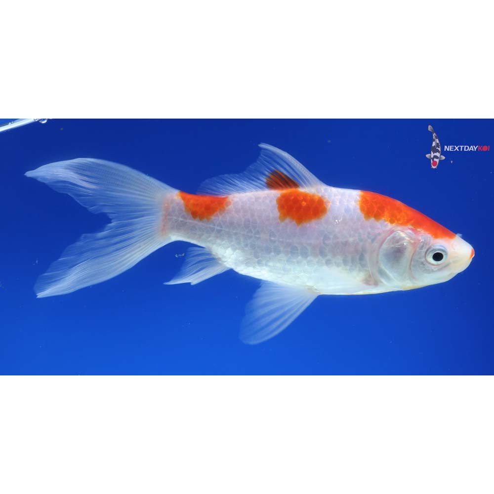 5” Imported Sarasa Comet