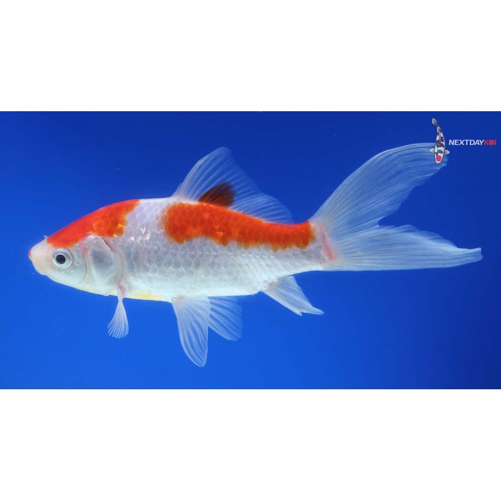 5” Imported Sarasa Comet