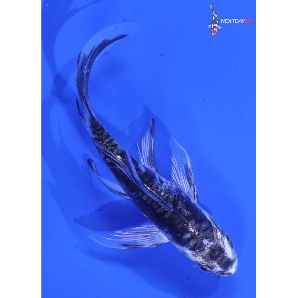 5” Imported Kikokuryu Butterfly Koi