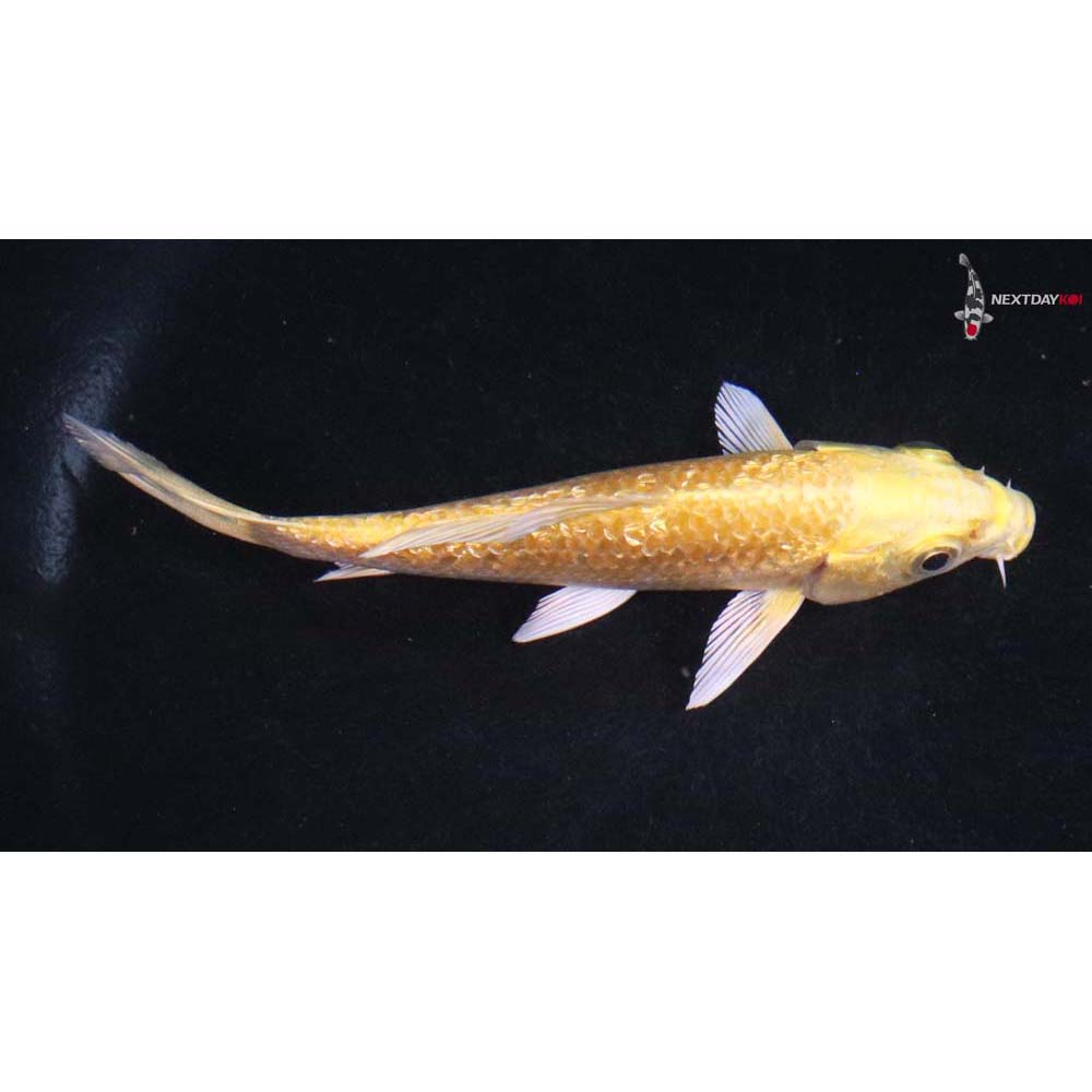 4” Imported Gin Rin Yamabuki Ogon