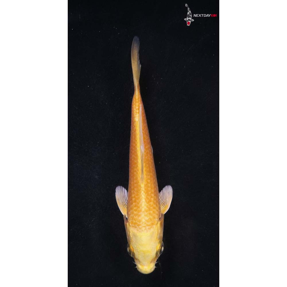 4.5” Imported Yamabuki Ogon