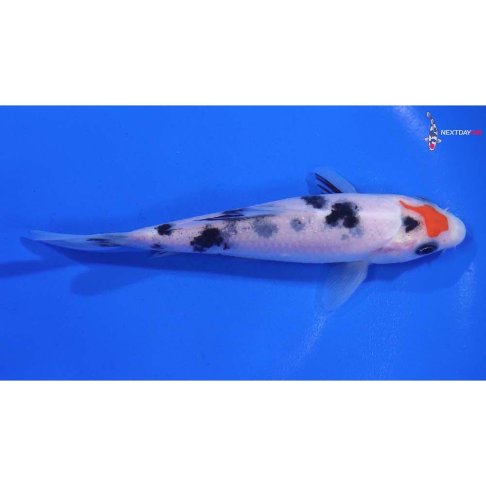 4.5” Imported Sanke