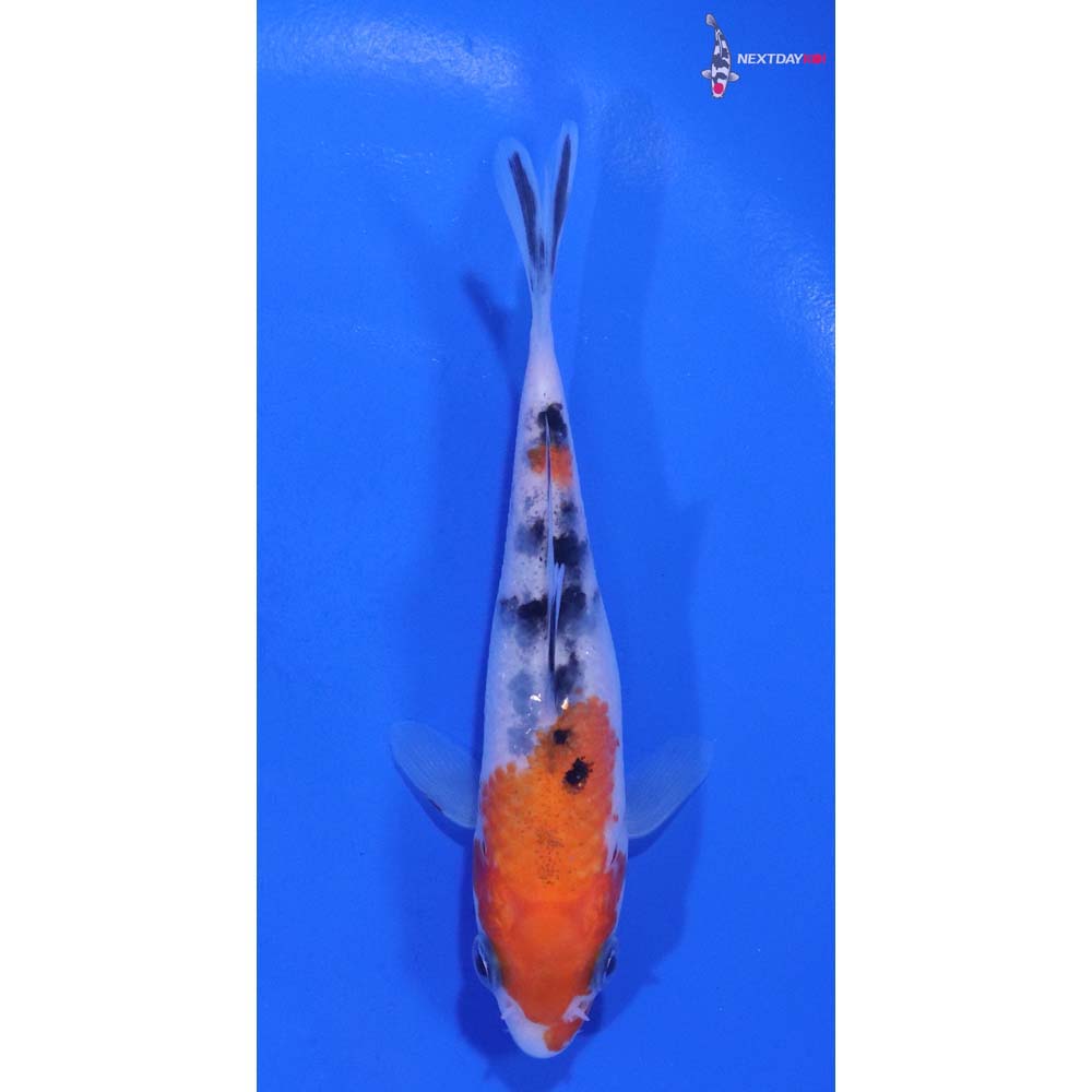 4.5” Imported Sanke