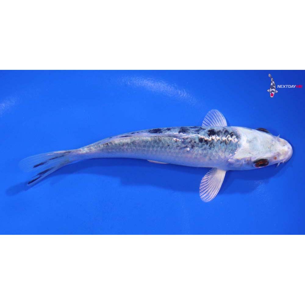 5” Imported Gin Shiro Bekko