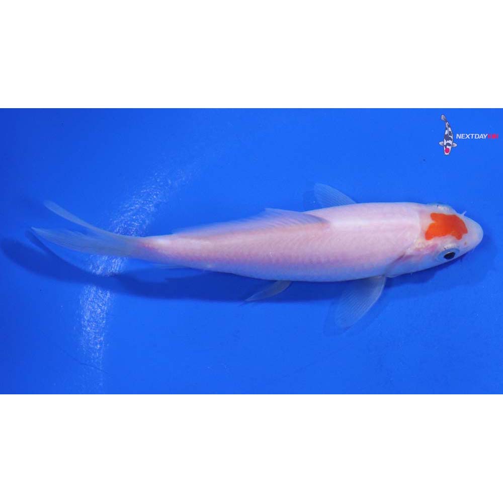 4” Imported Kohaku